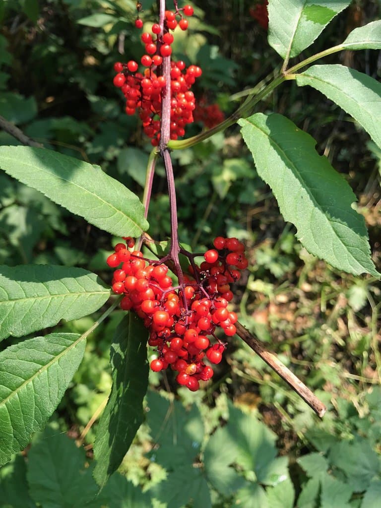 Sambucus racemosa L.