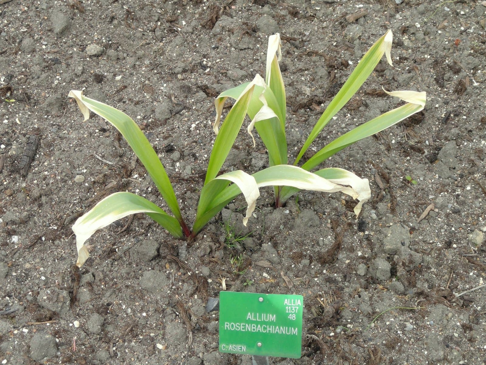 Allium rosenbachianum Regel