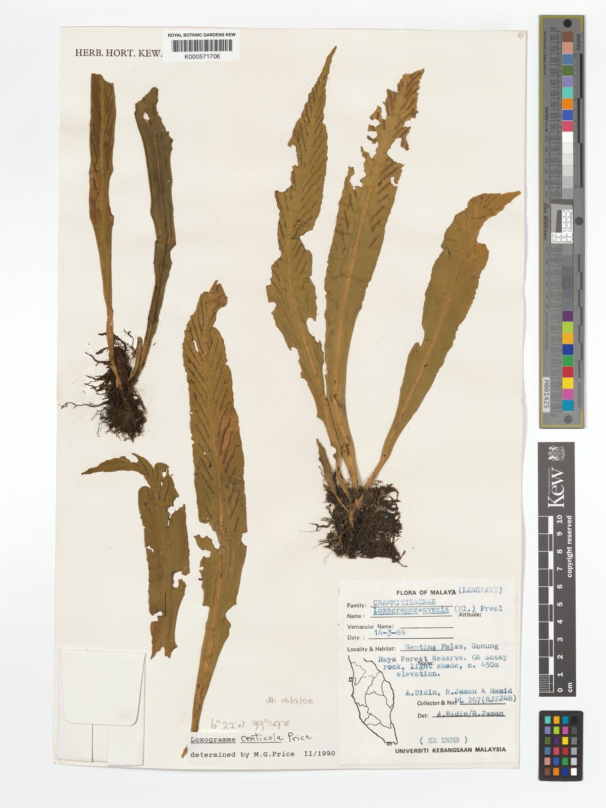 Loxogramme centicola M.G.Price
