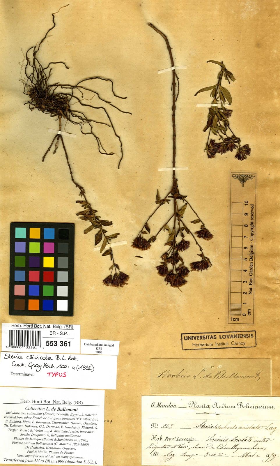Stevia clivicola B.L.Rob.