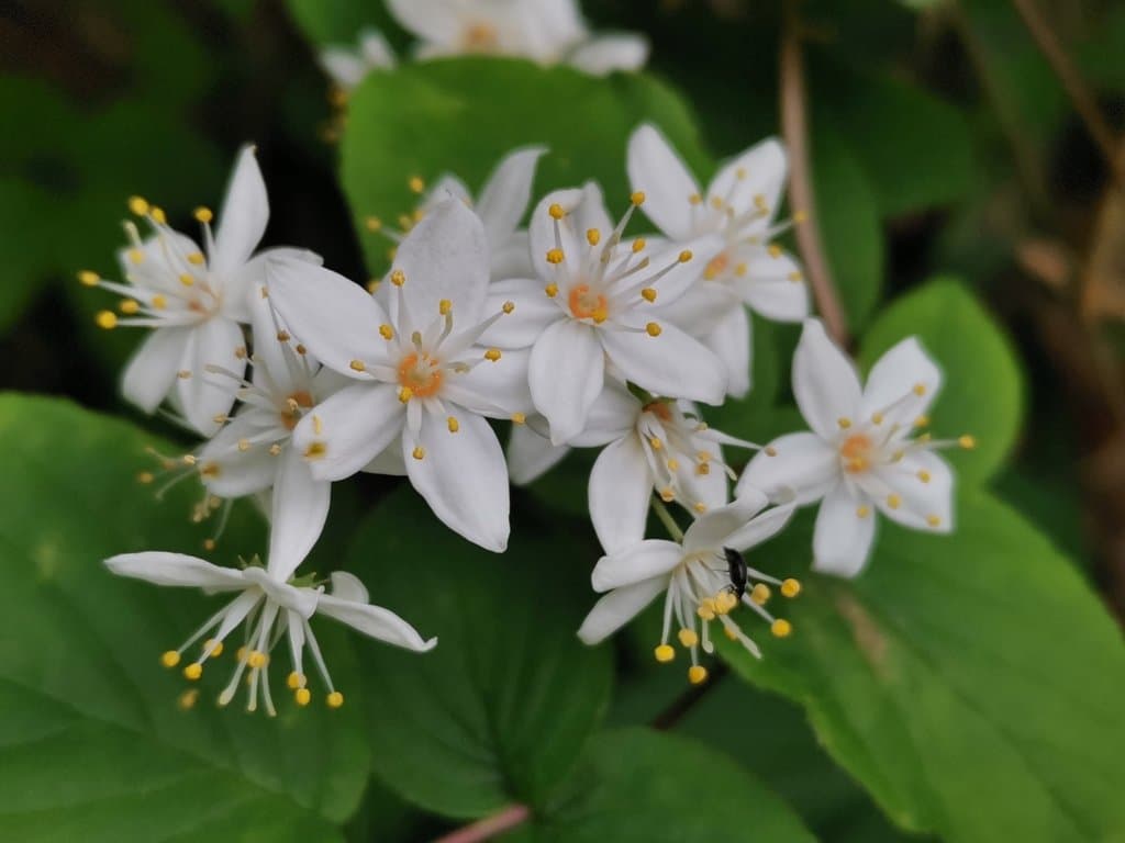 Deutzia scabra Thunb.