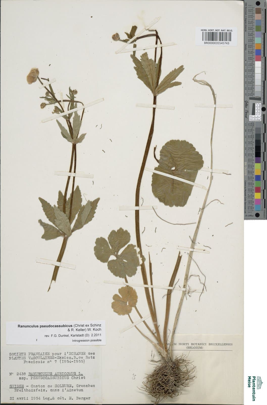 Ranunculus pseudocassubicus (Christ) Christ ex W.Koch