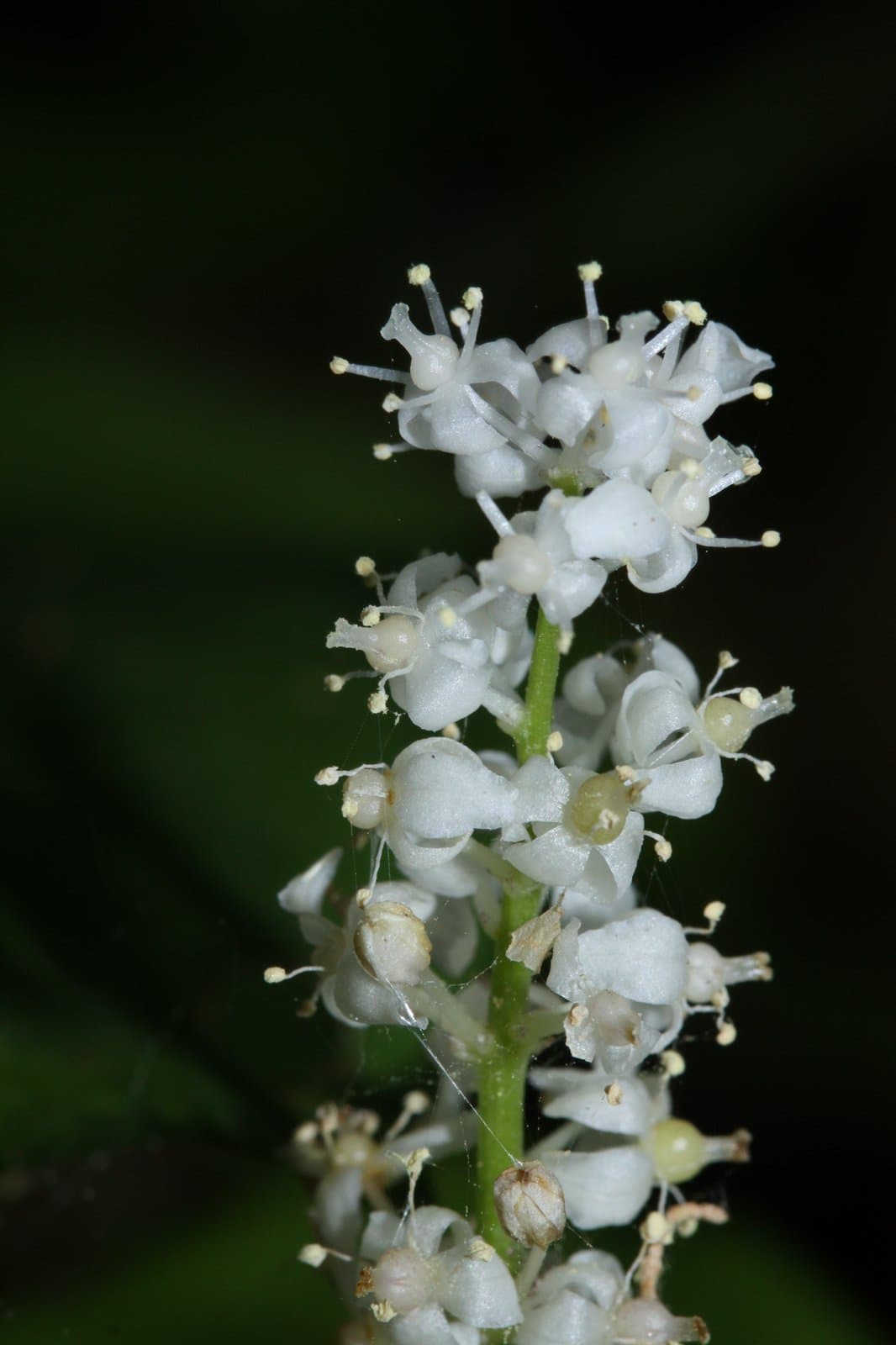 Maianthemum dilatatum (Alph.Wood) A.Nelson & J.F.Macbr.