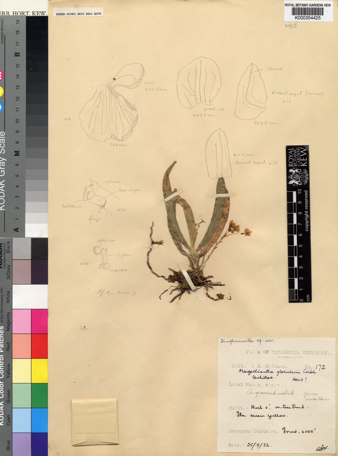 Rhipidoglossum globulare (P.J.Cribb) Farminhão & Stévart