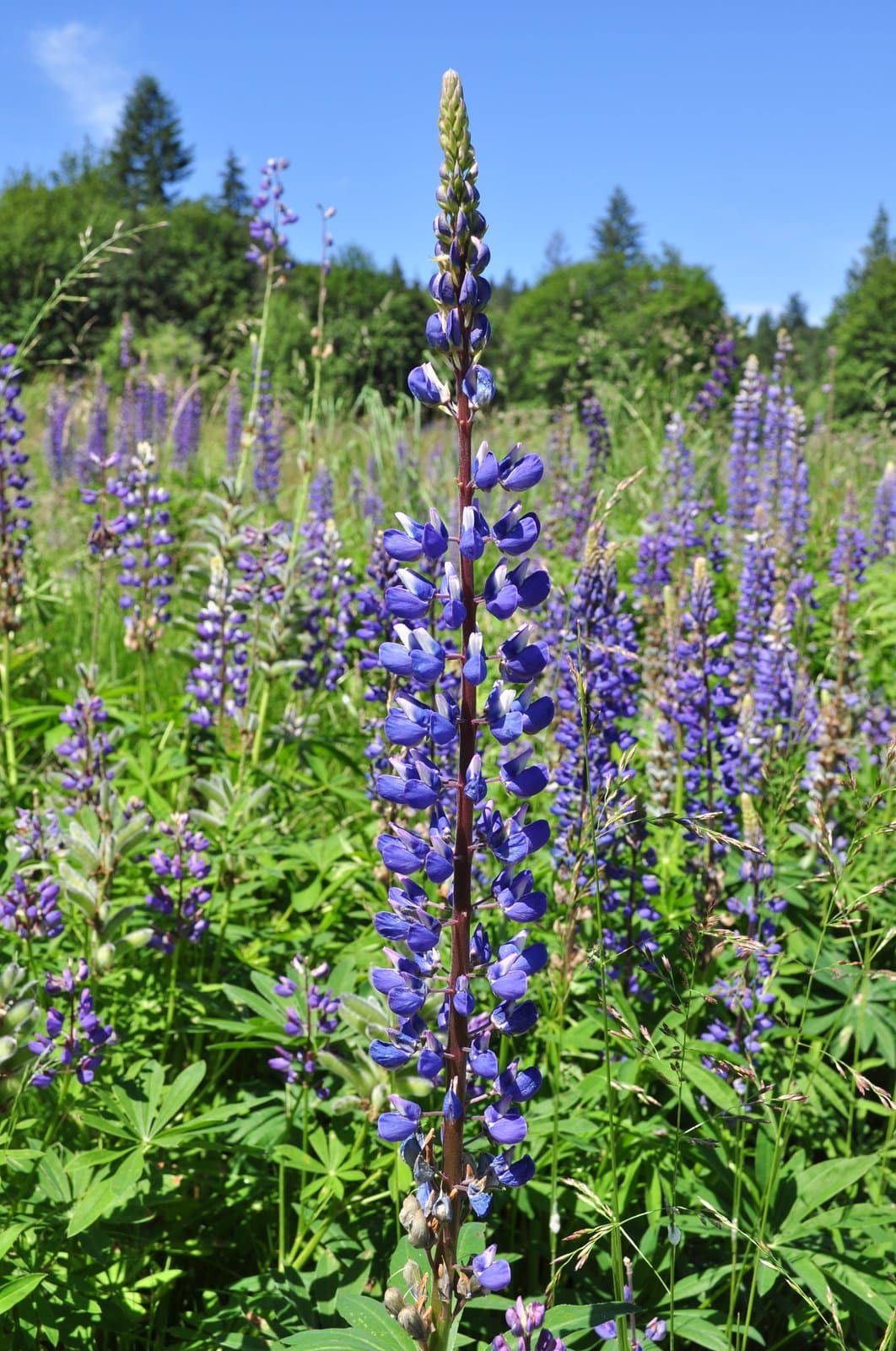 Lupinus polyphyllus Lindl.