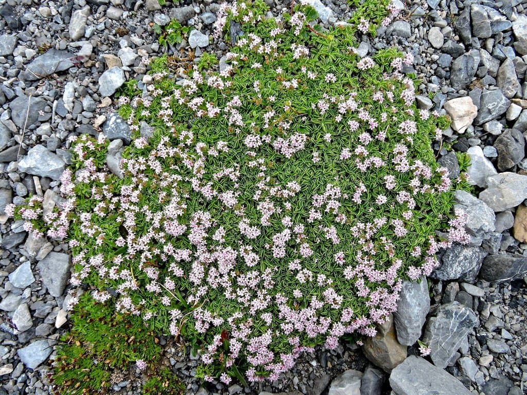 Valeriana supina Ard.