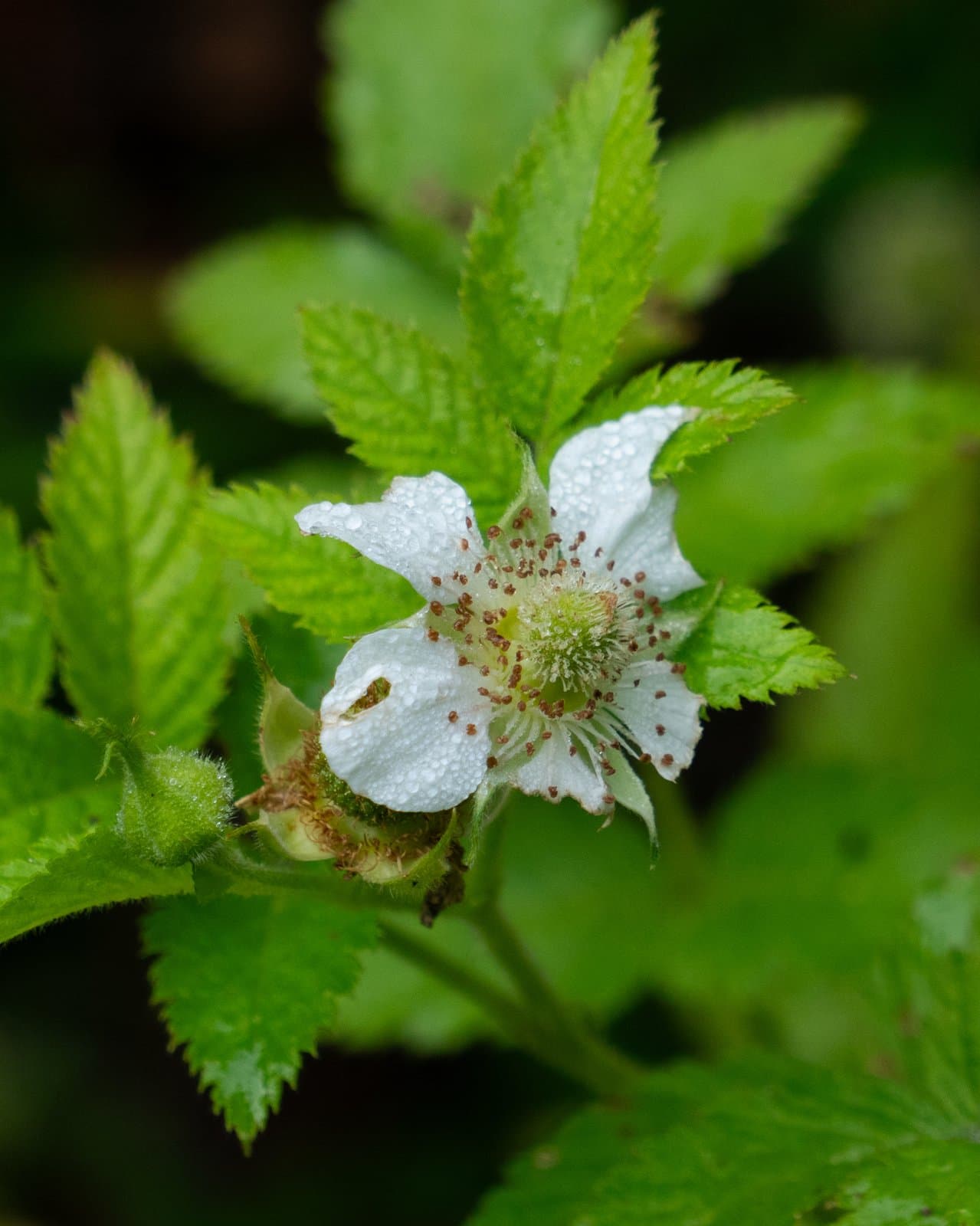Rubus rosifolius Sm.