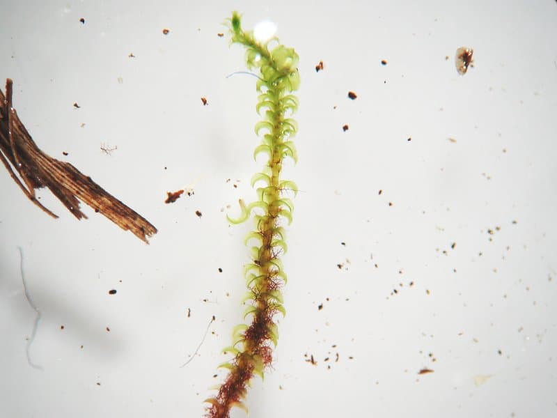 Paludella squarrosa (Hedw.) Brid.