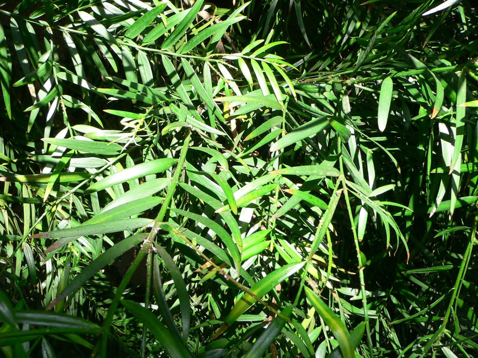 Afrocarpus gracilior (Pilg.) C.N.Page