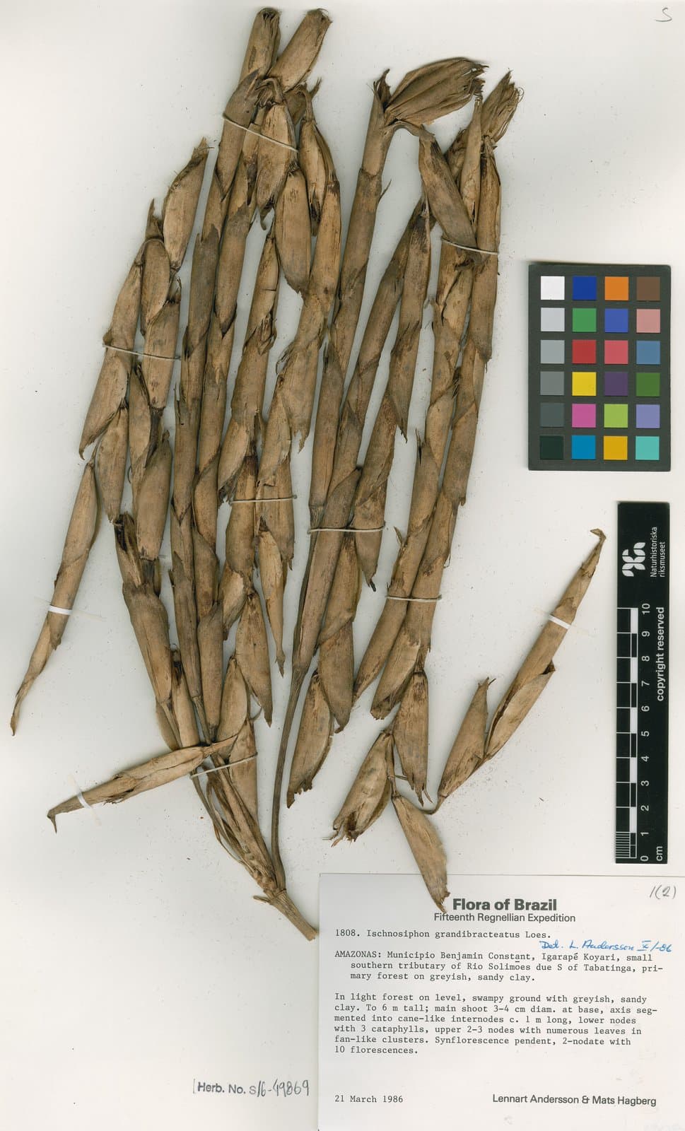 Ischnosiphon grandibracteatus Loes.