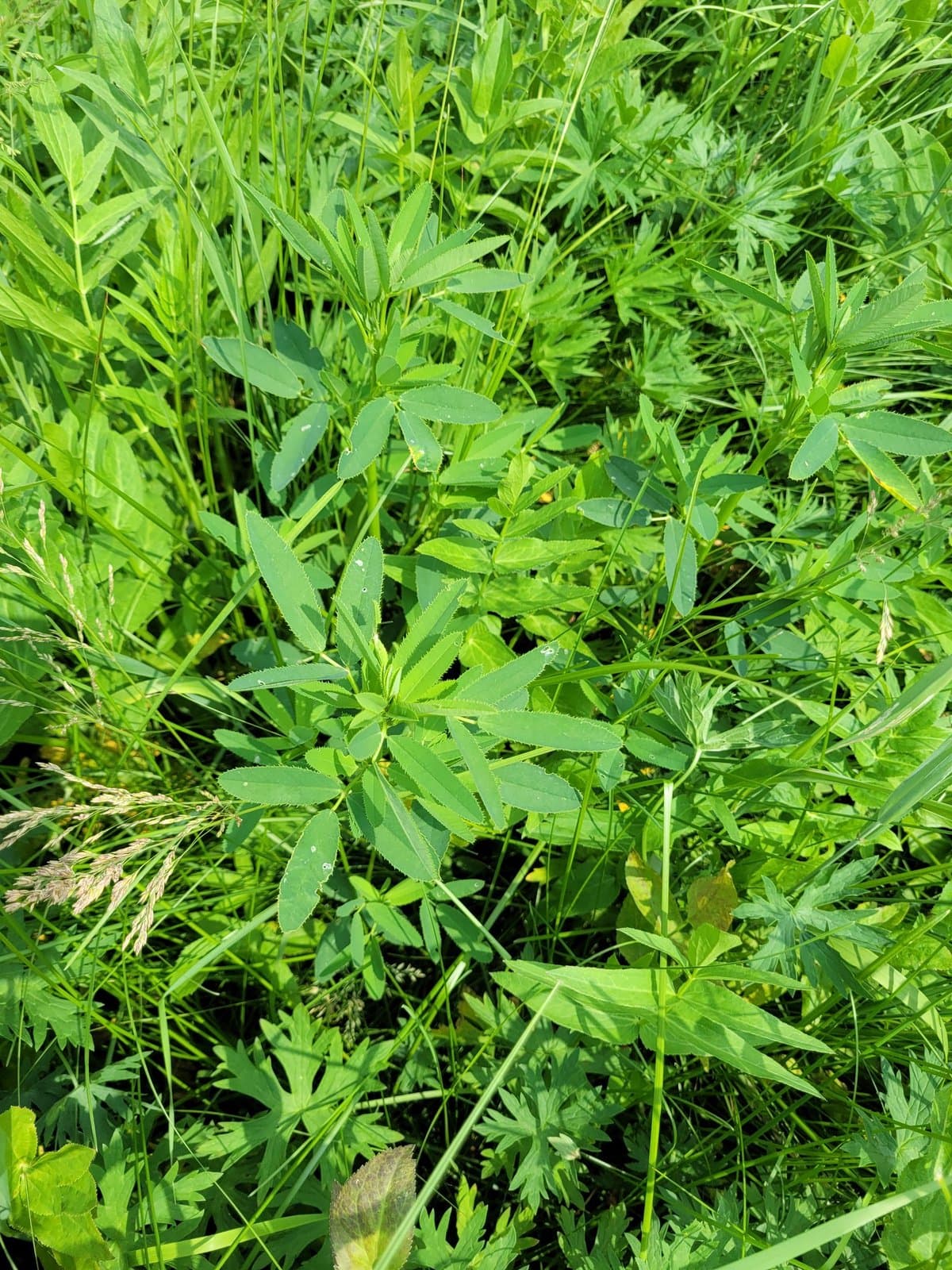 Melilotus dentatus (Waldst. & Kit.) Desf.