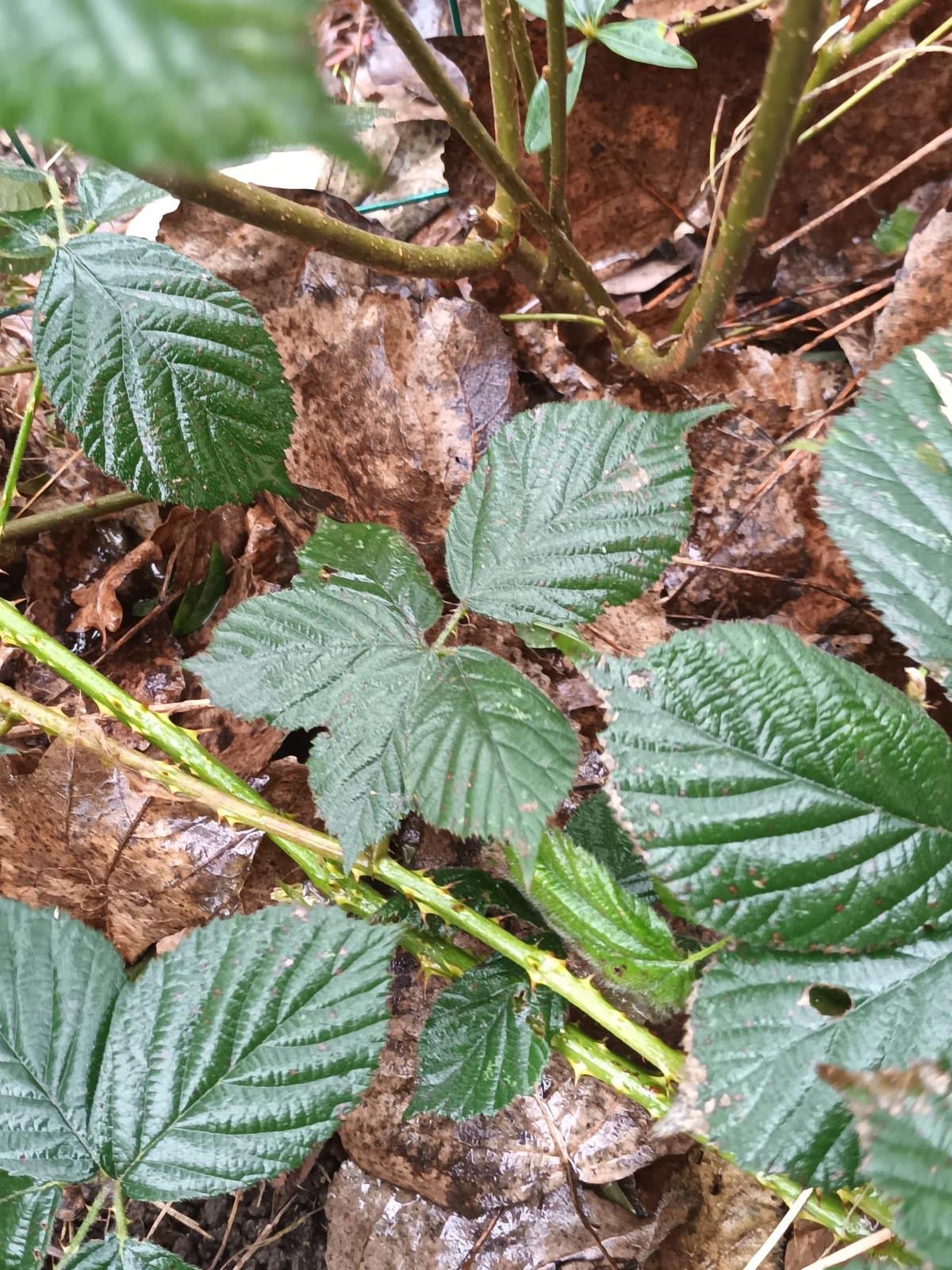 Rubus placidus H.E.Weber