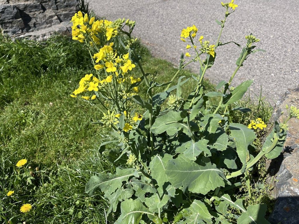 Brassica napus L.