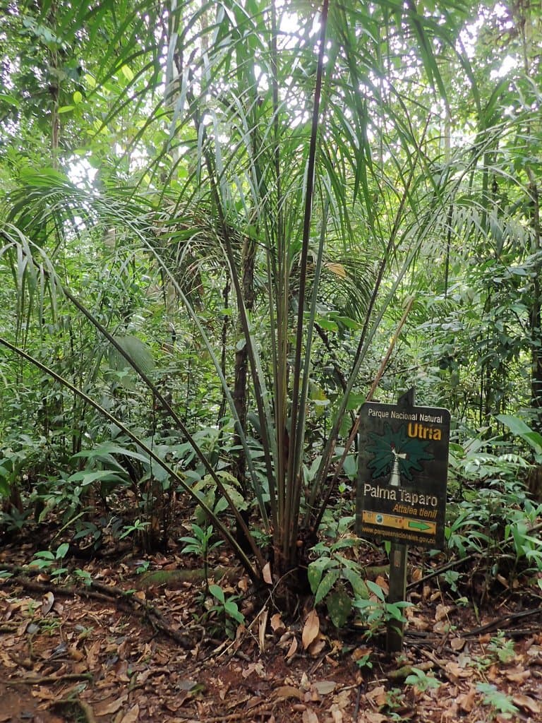 Attalea allenii H.E.Moore