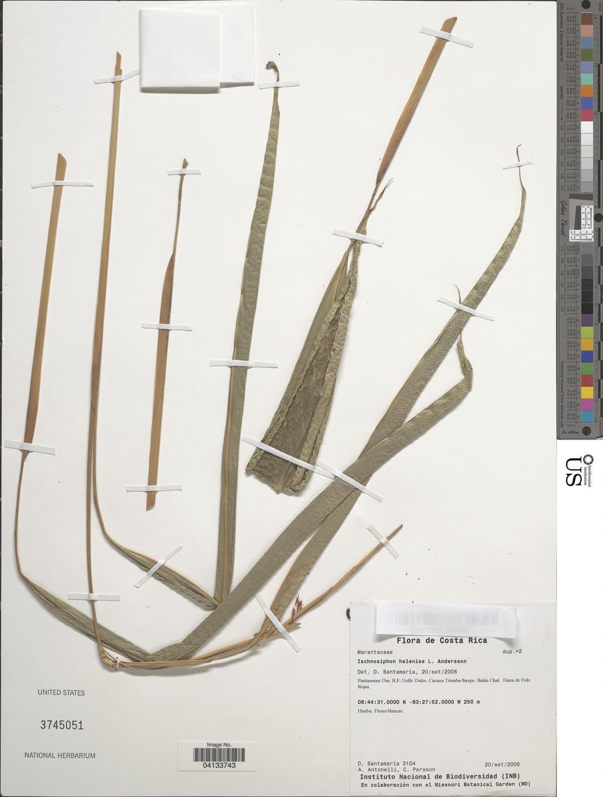 Ischnosiphon helenae L.Andersson