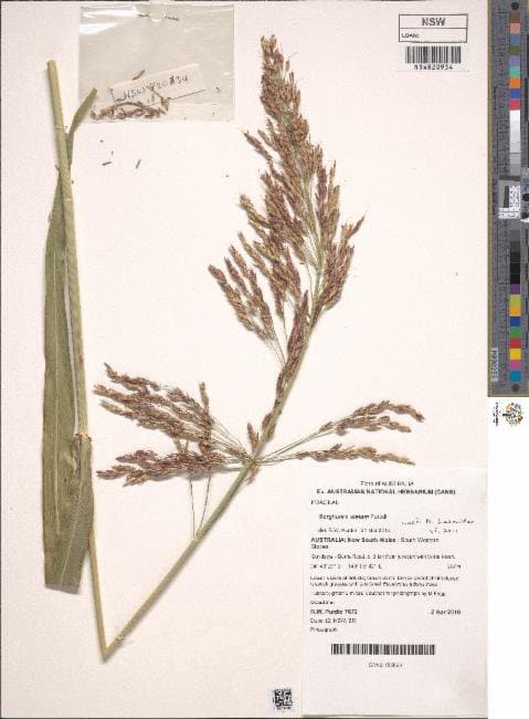 Sorghum ×almum Parodi