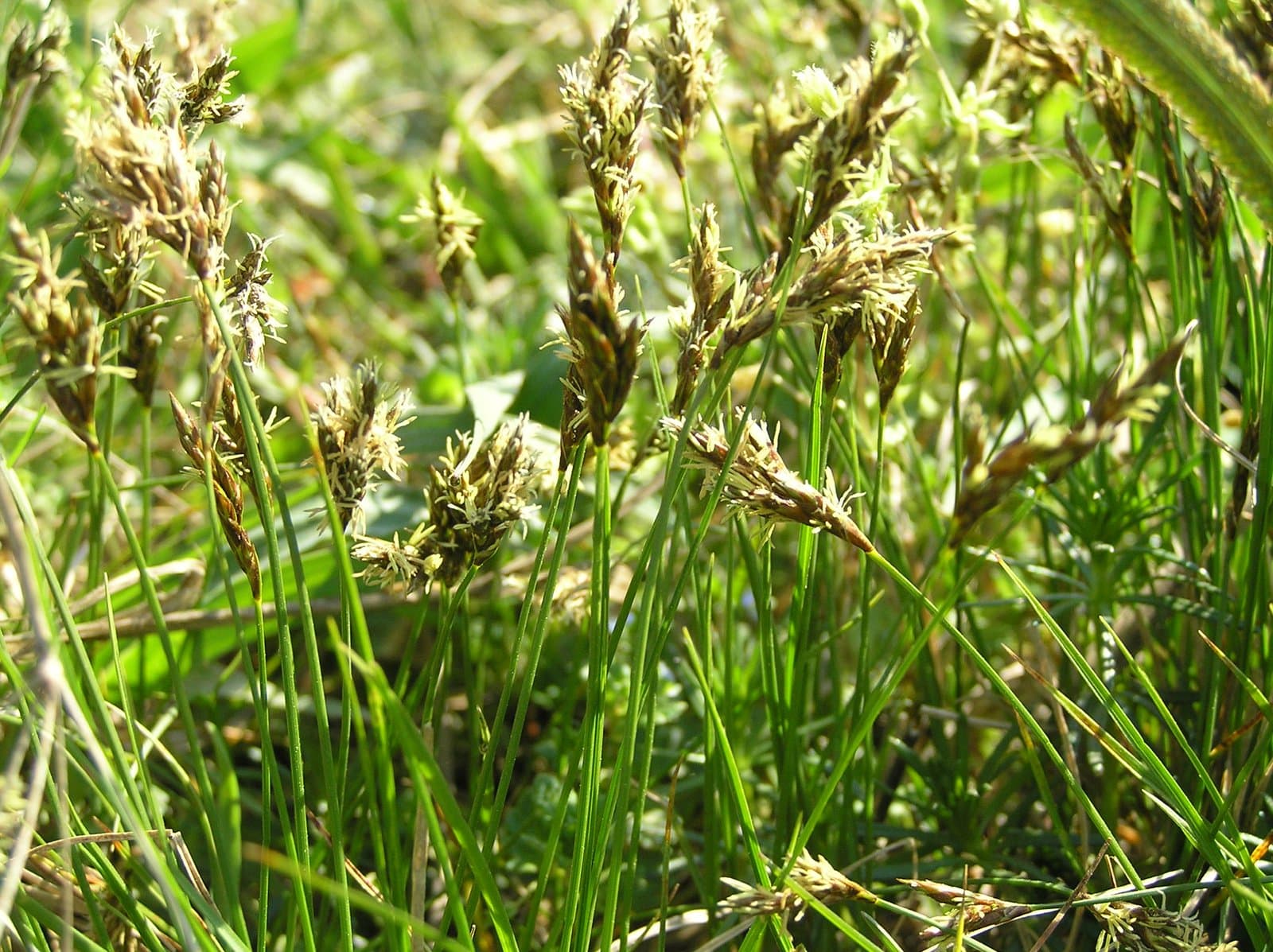 Carex praecox Schreb.