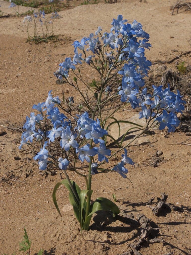 Zephyra elegans D.Don