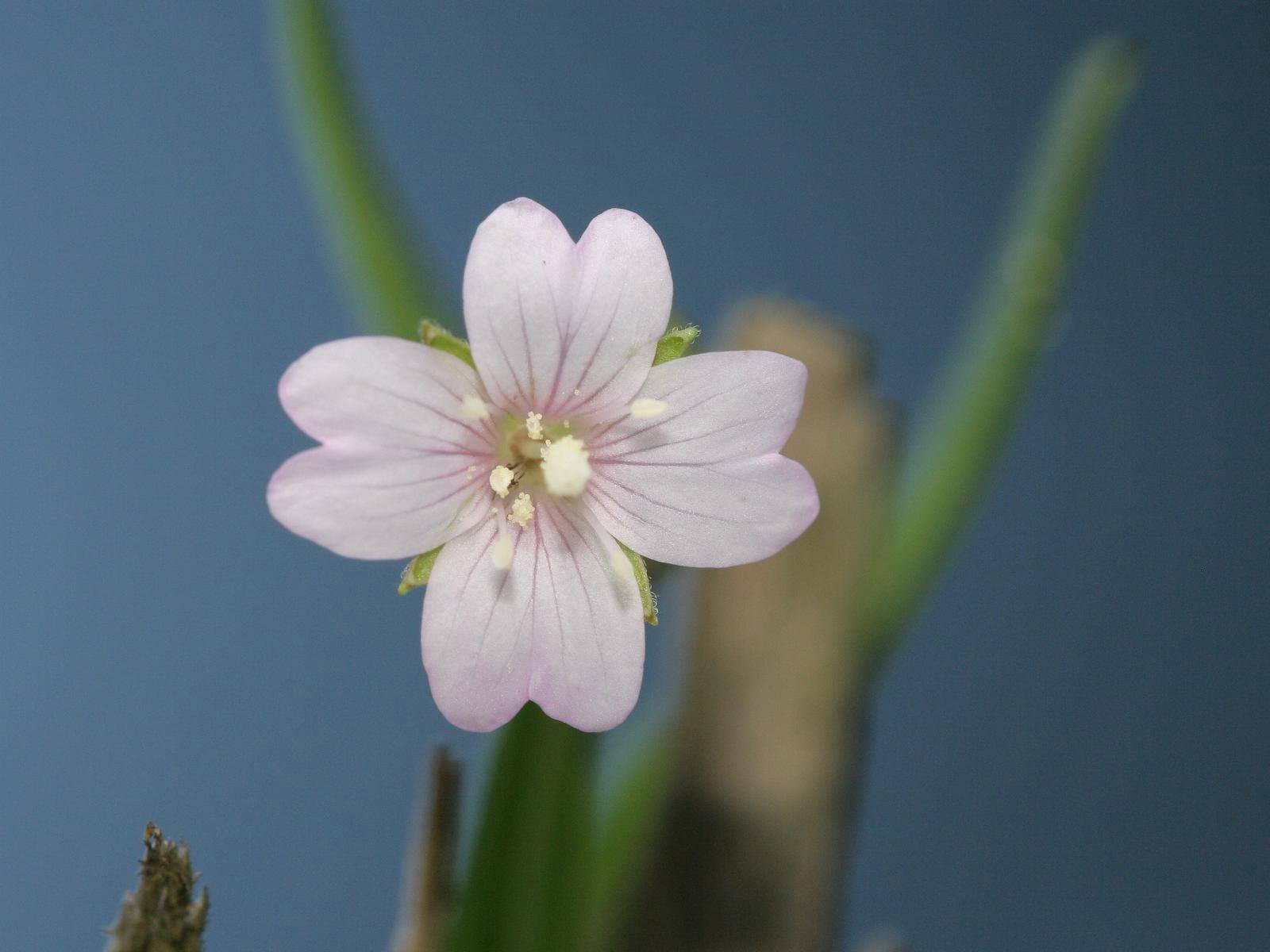 Epilobium palustre L.