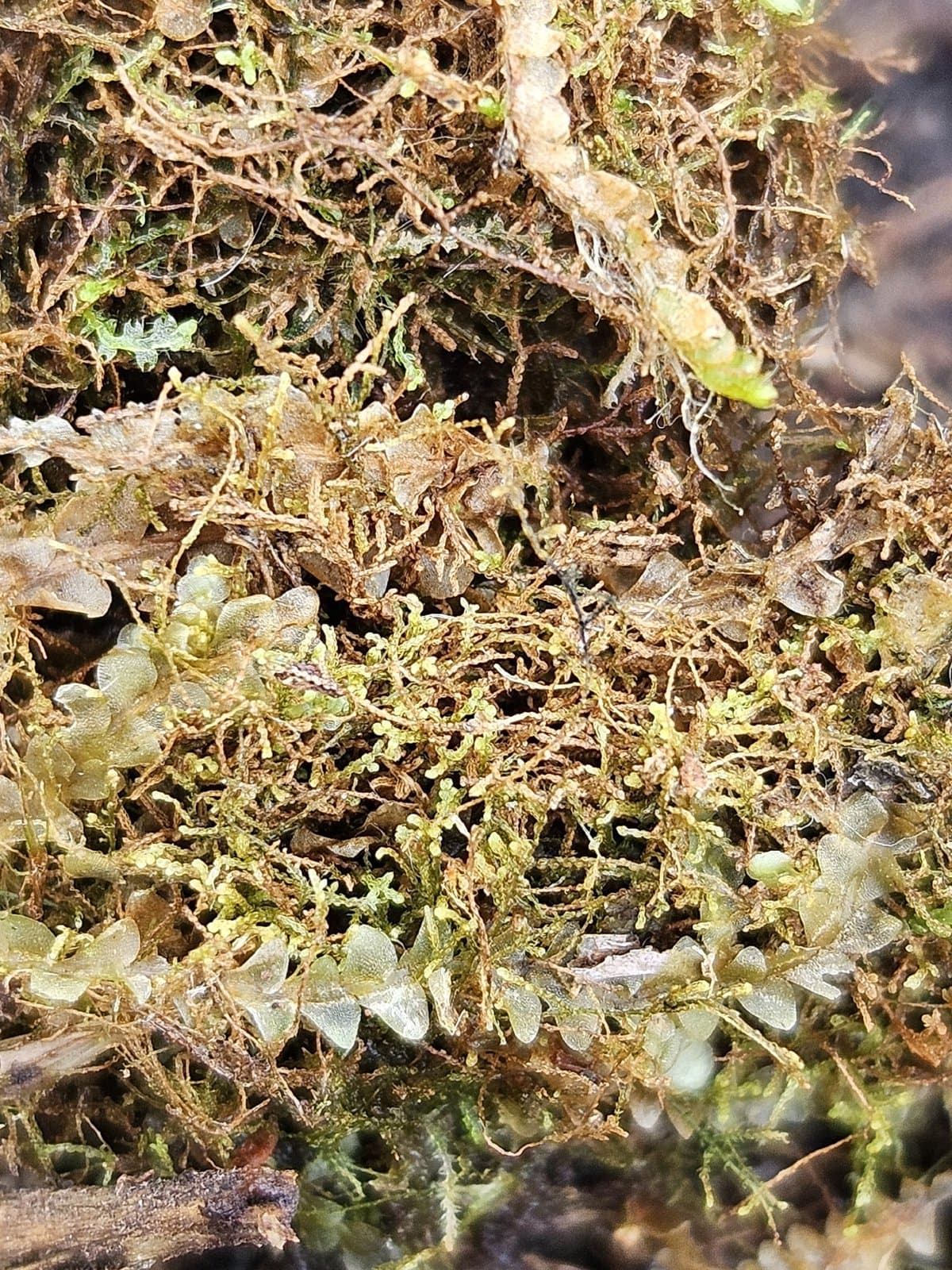 Kurzia pauciflora (Dicks.) Grolle
