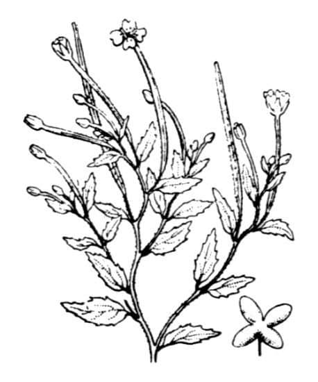 Epilobium collinum C.C.Gmel.