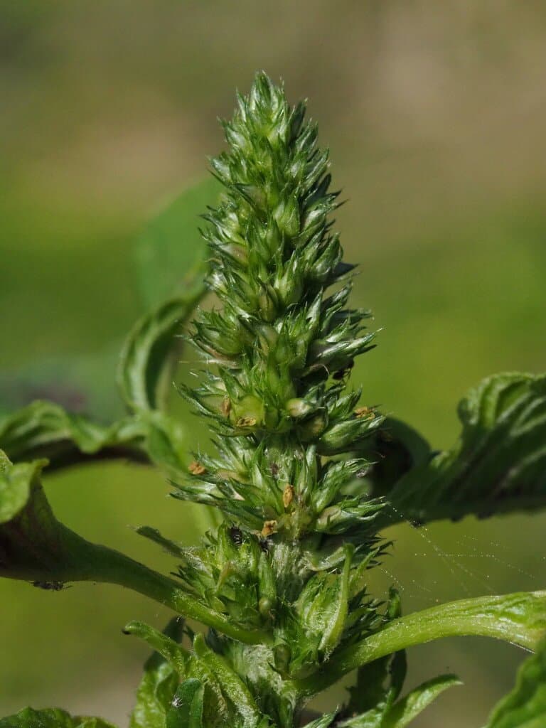 Amaranthus tricolor L.
