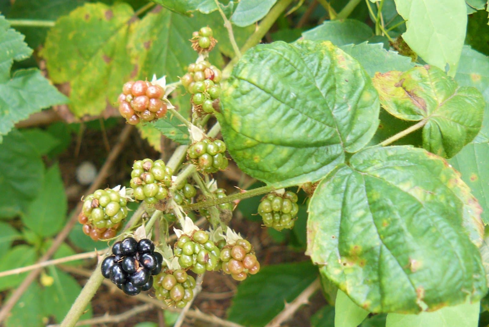 Rubus henrici-egonis Holub