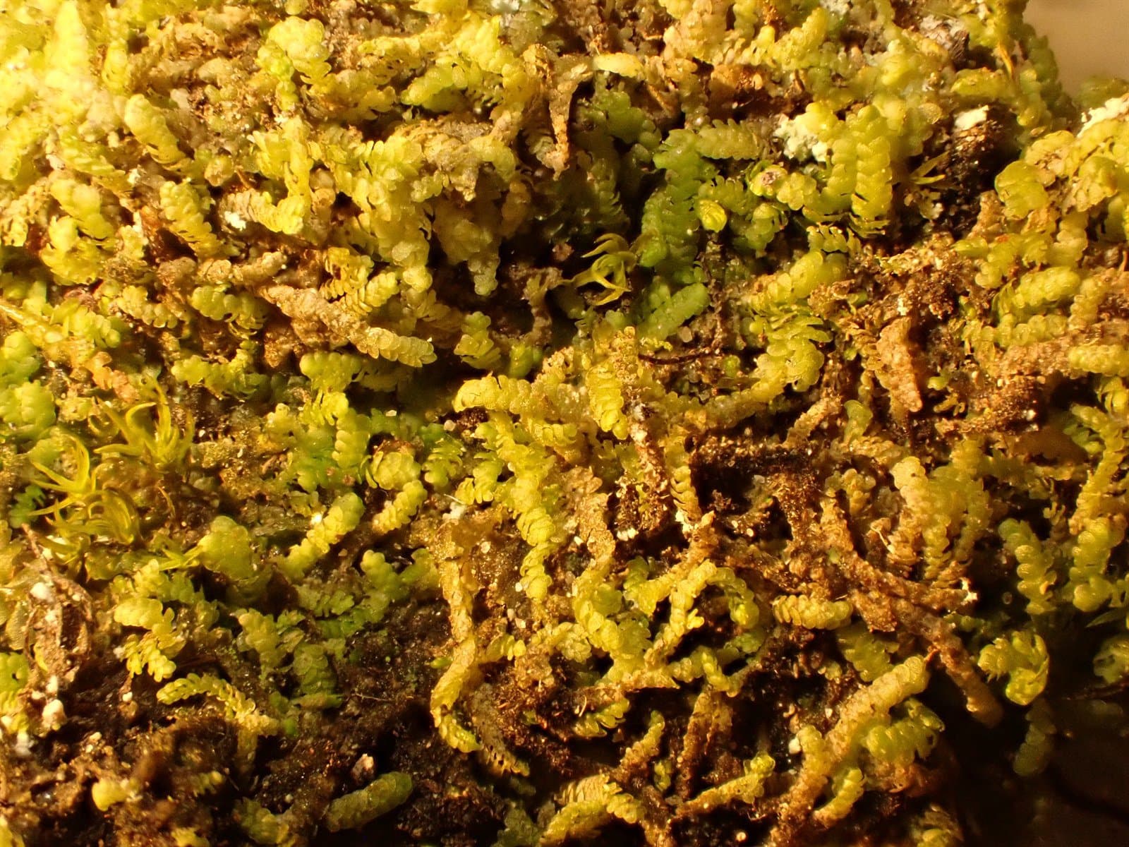 Lejeunea cavifolia (Ehrh.) Lindb.