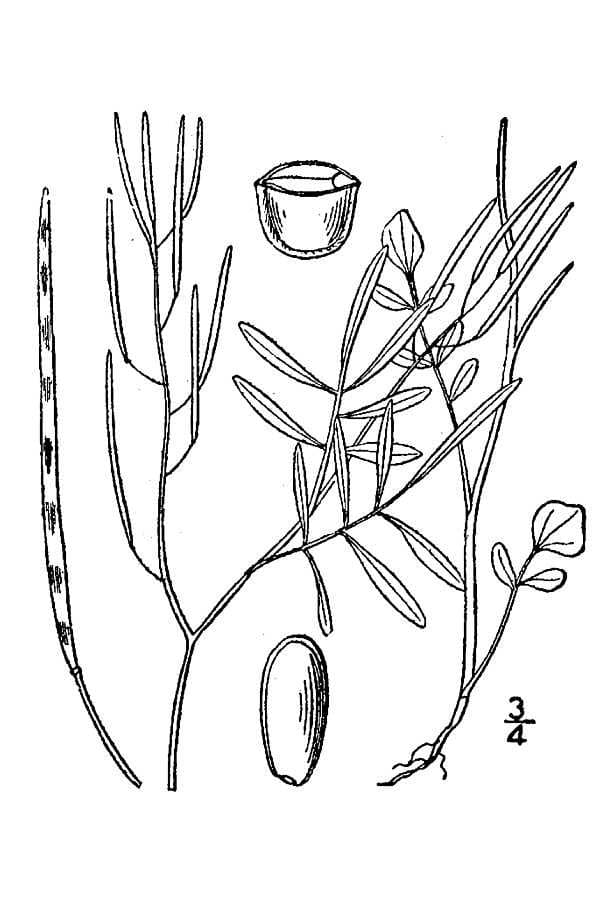 Cardamine parviflora L.