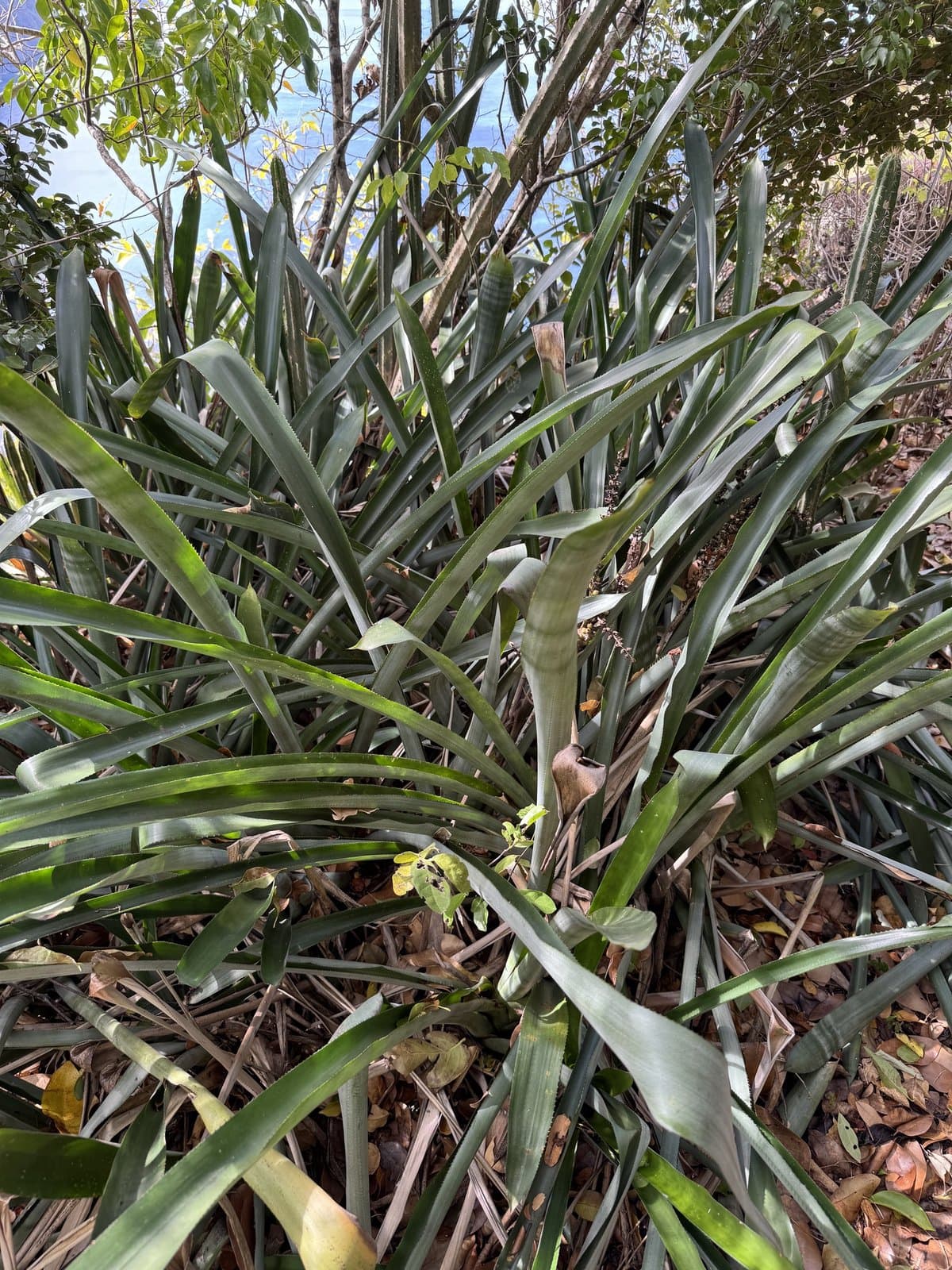 Wittmackia lingulata (L.) Mez