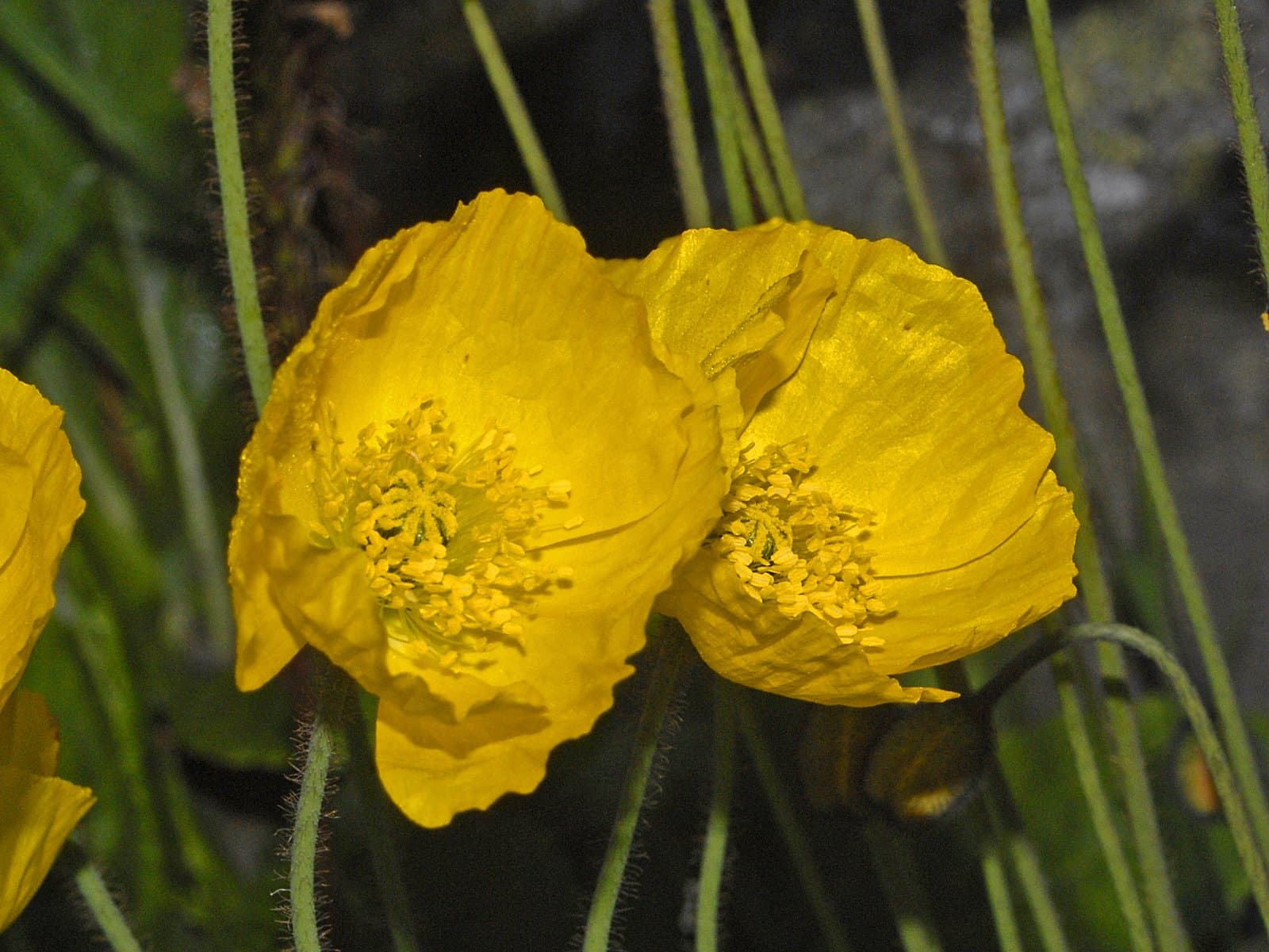 Papaver croceum Ledeb.
