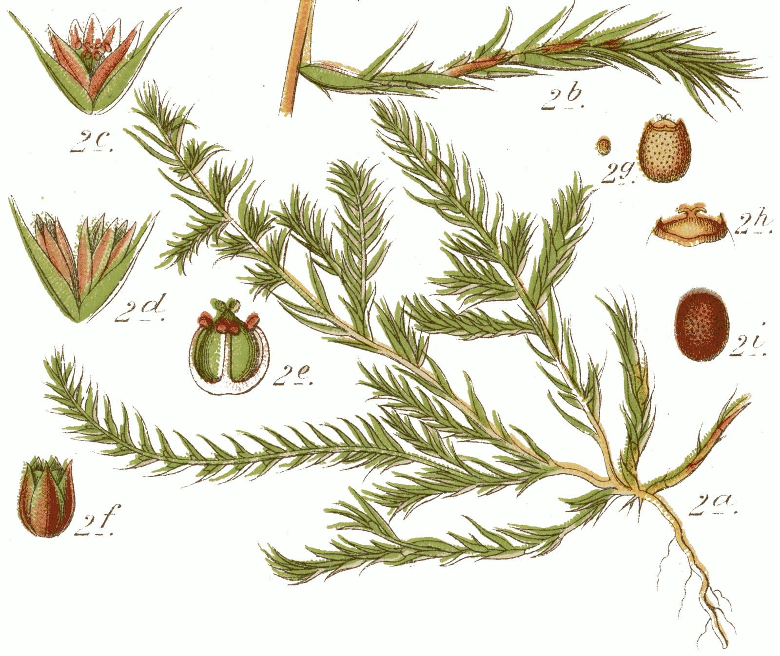 Polycnemum arvense L.