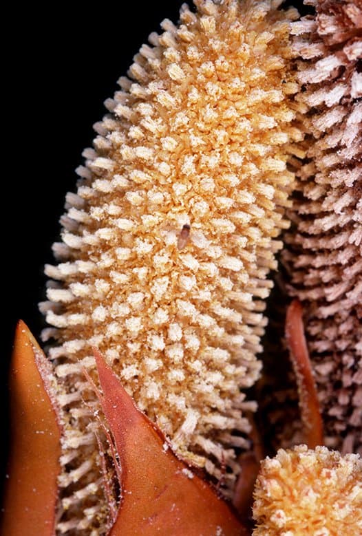 Nypa fruticans Wurmb