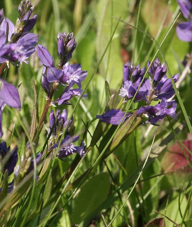 Polygala vulgaris L.