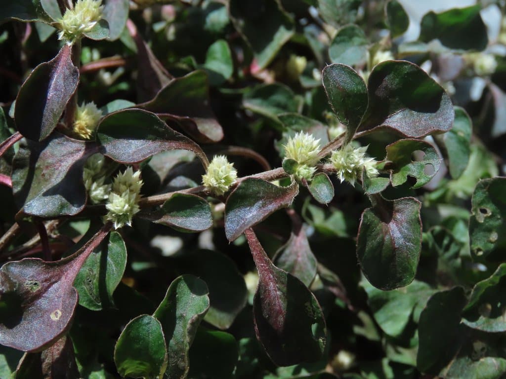 Alternanthera bettzickiana (Regel) G.Nicholson
