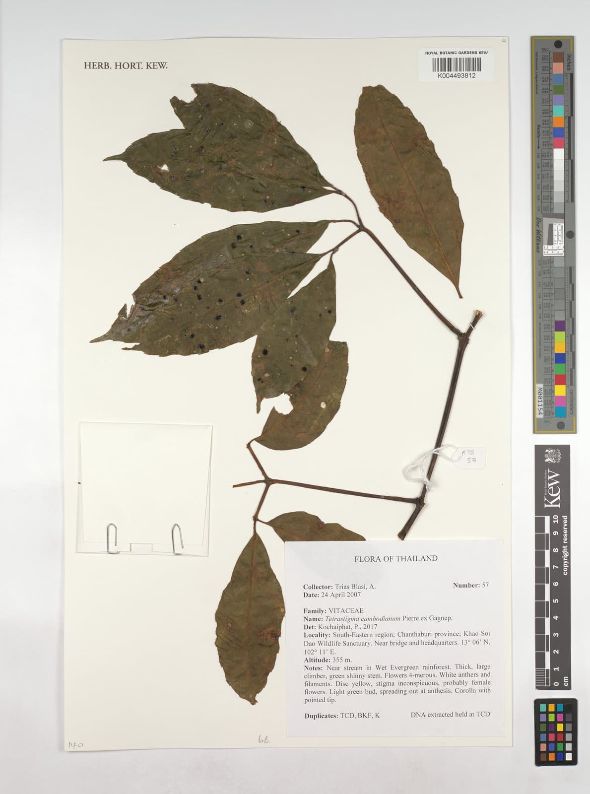 Tetrastigma cambodianum Pierre ex Gagnep.