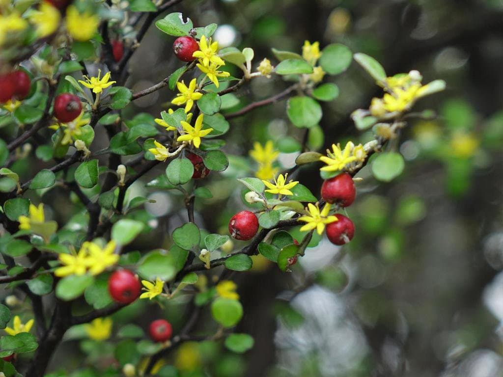 Corokia cotoneaster Raoul