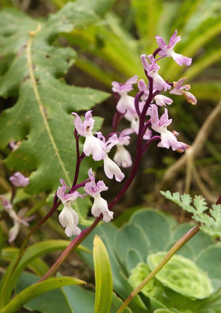 Orchis canariensis Lindl.