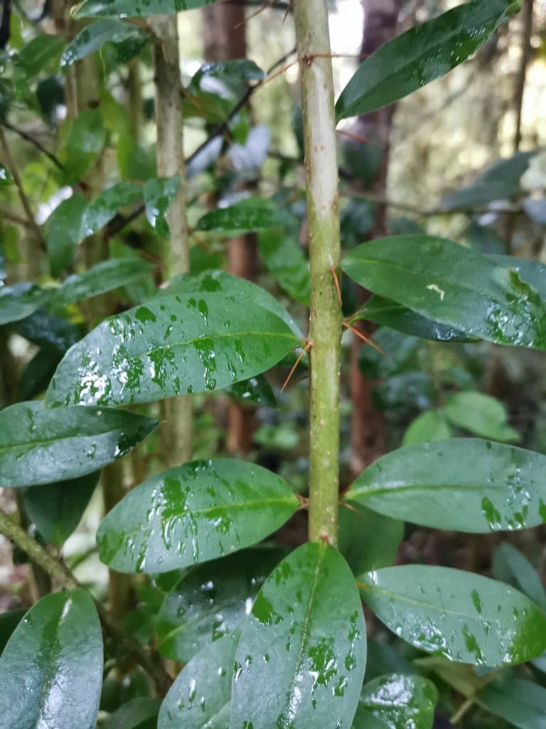 Archidasyphyllum diacanthoides (Less.) P.L.Ferreira, Saavedra & Groppo