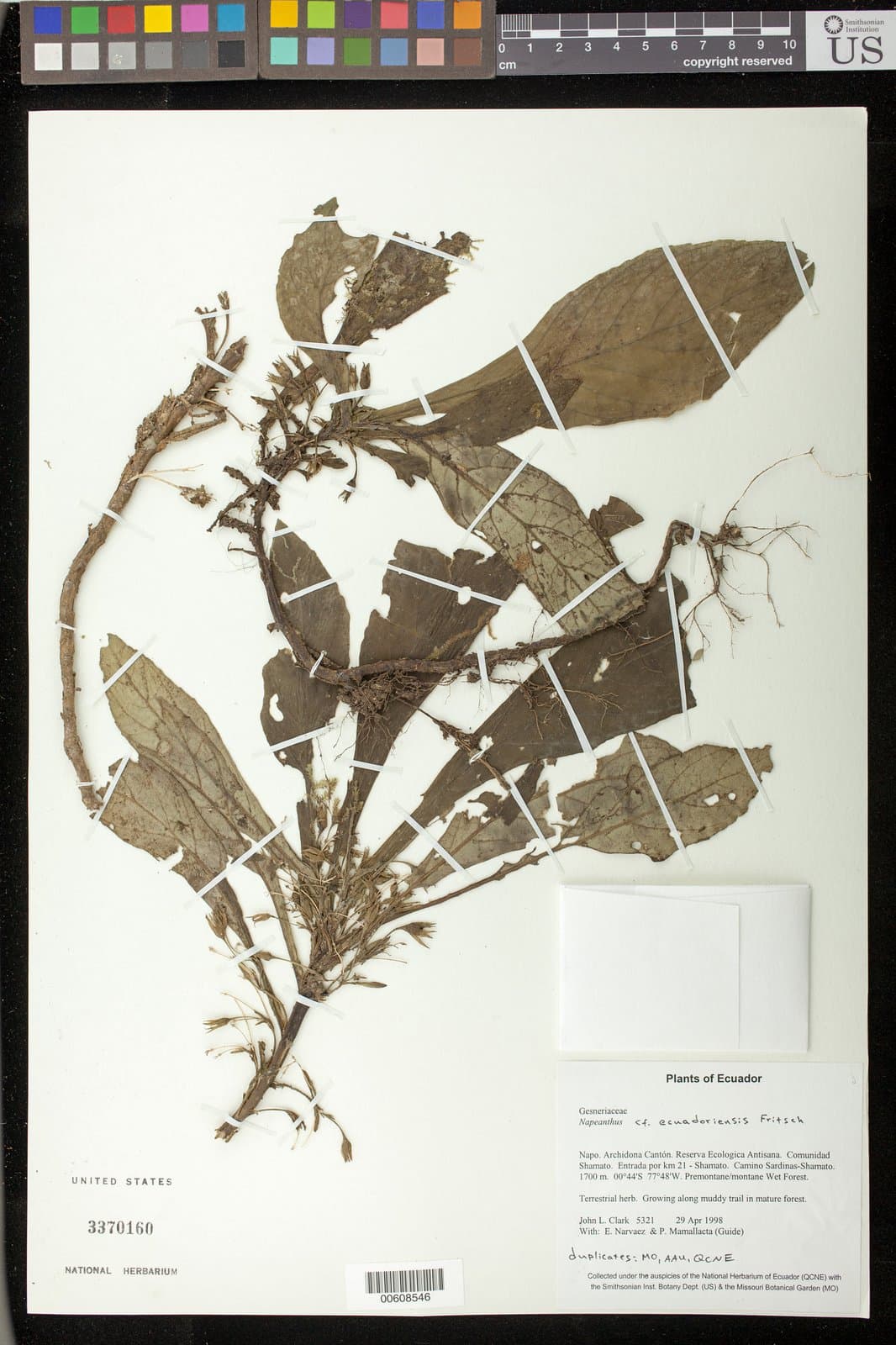 Napeanthus ecuadorensis Fritsch
