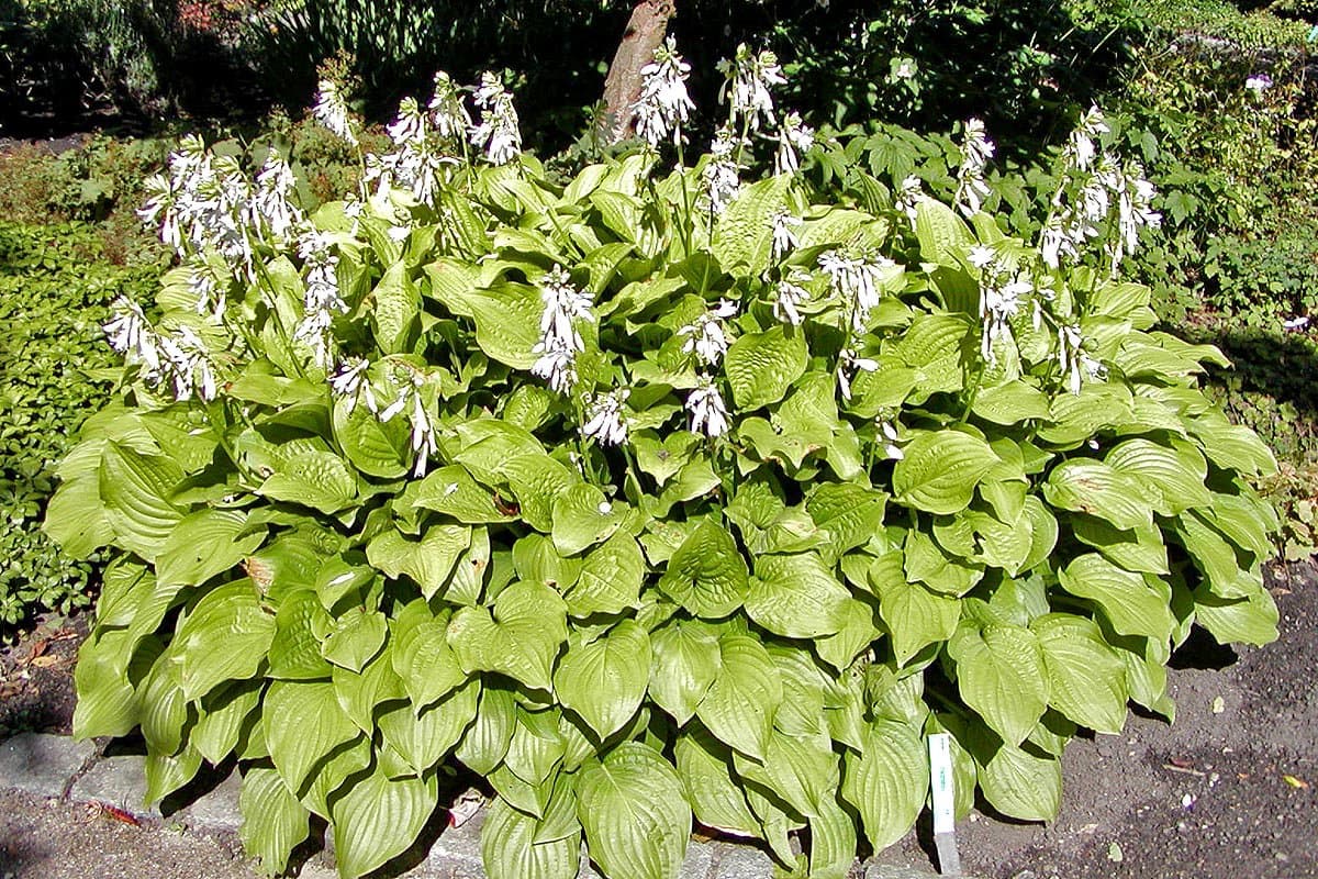 Hosta plantaginea (Lam.) Asch.