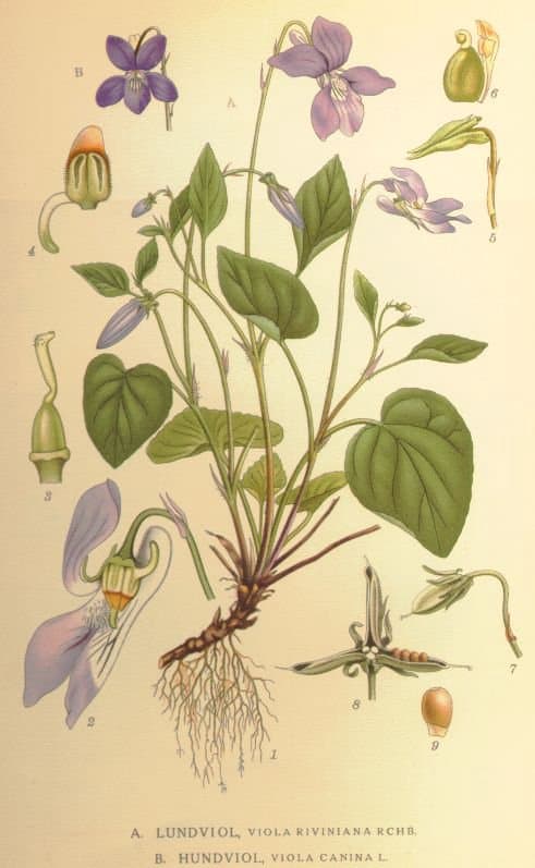 Viola canina L.