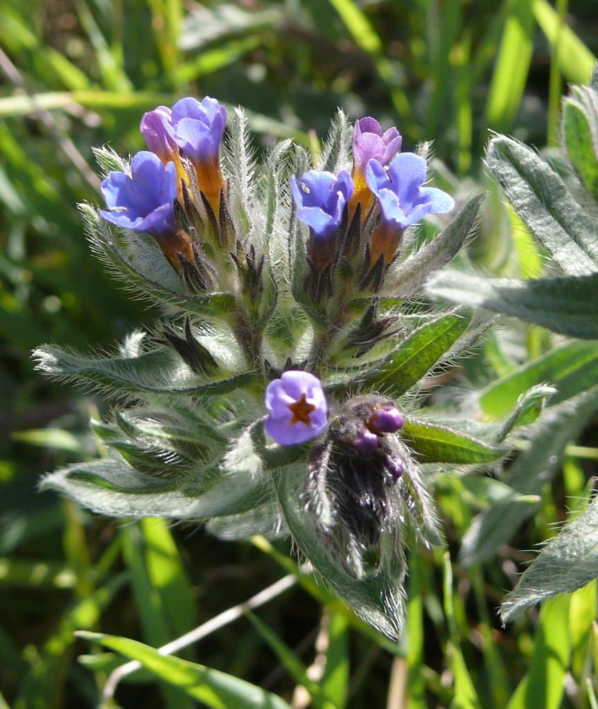 Alkanna tinctoria (L.) Tausch