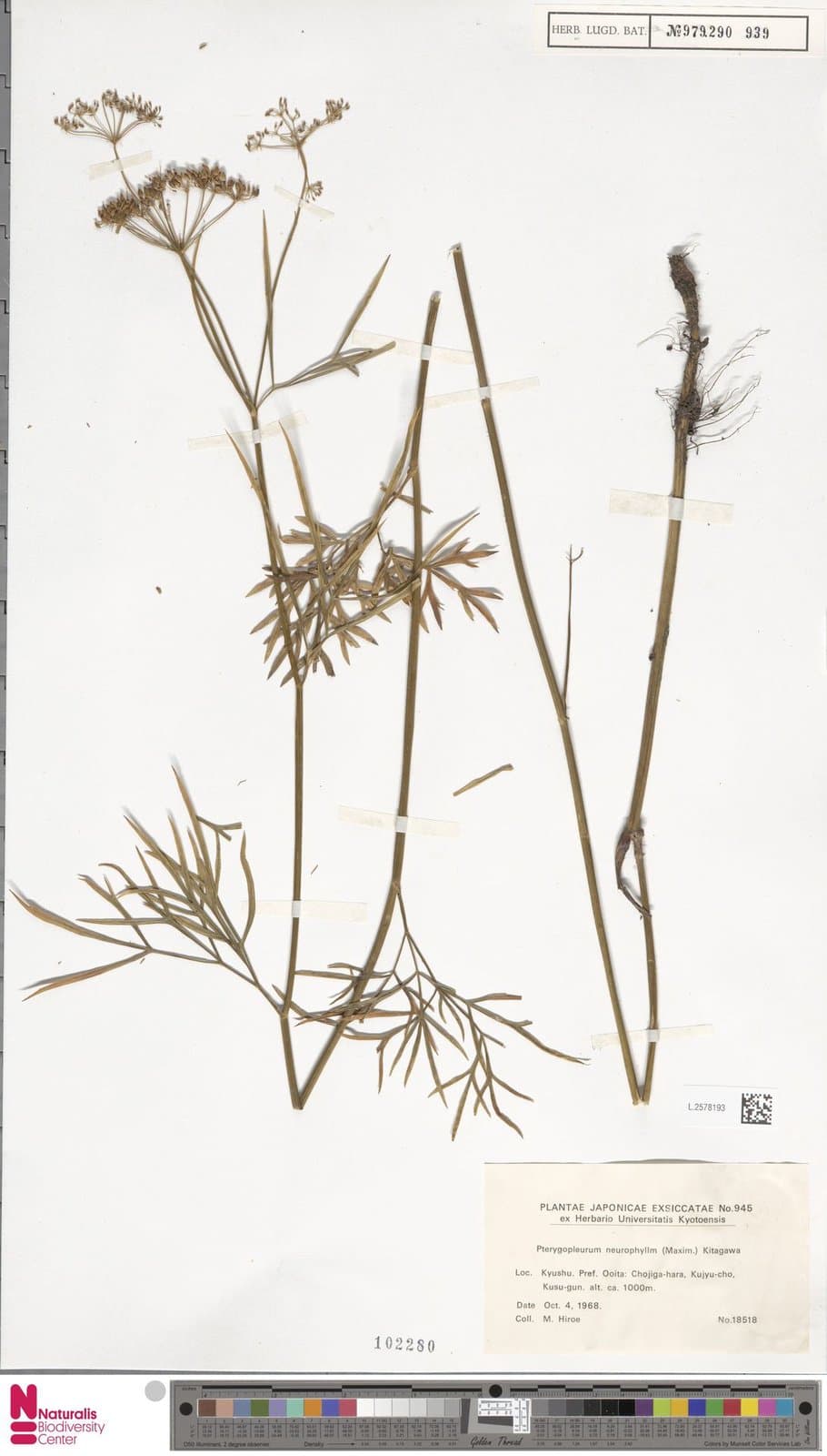 Pterygopleurum neurophyllum (Maxim.) Kitag.