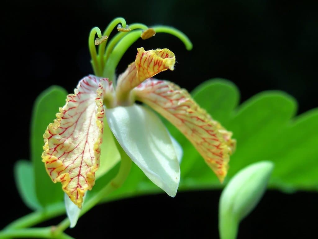 Tamarindus indica L.