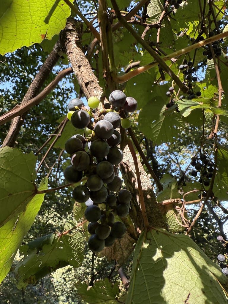 Vitis amurensis Rupr.