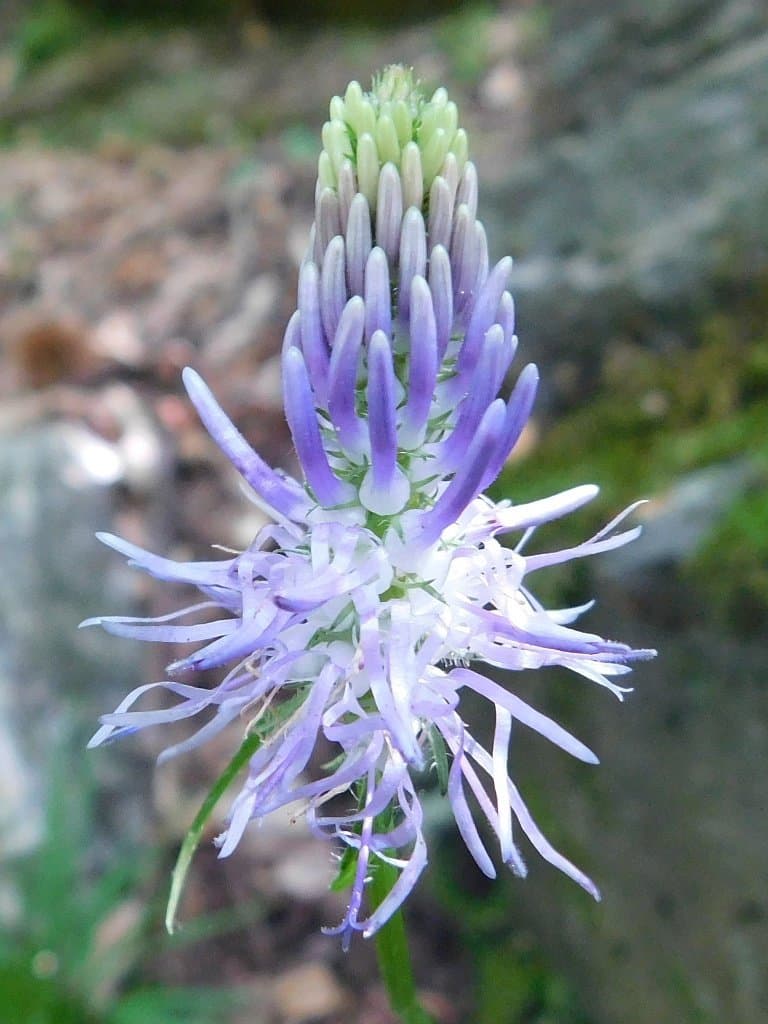 Phyteuma spicatum L.