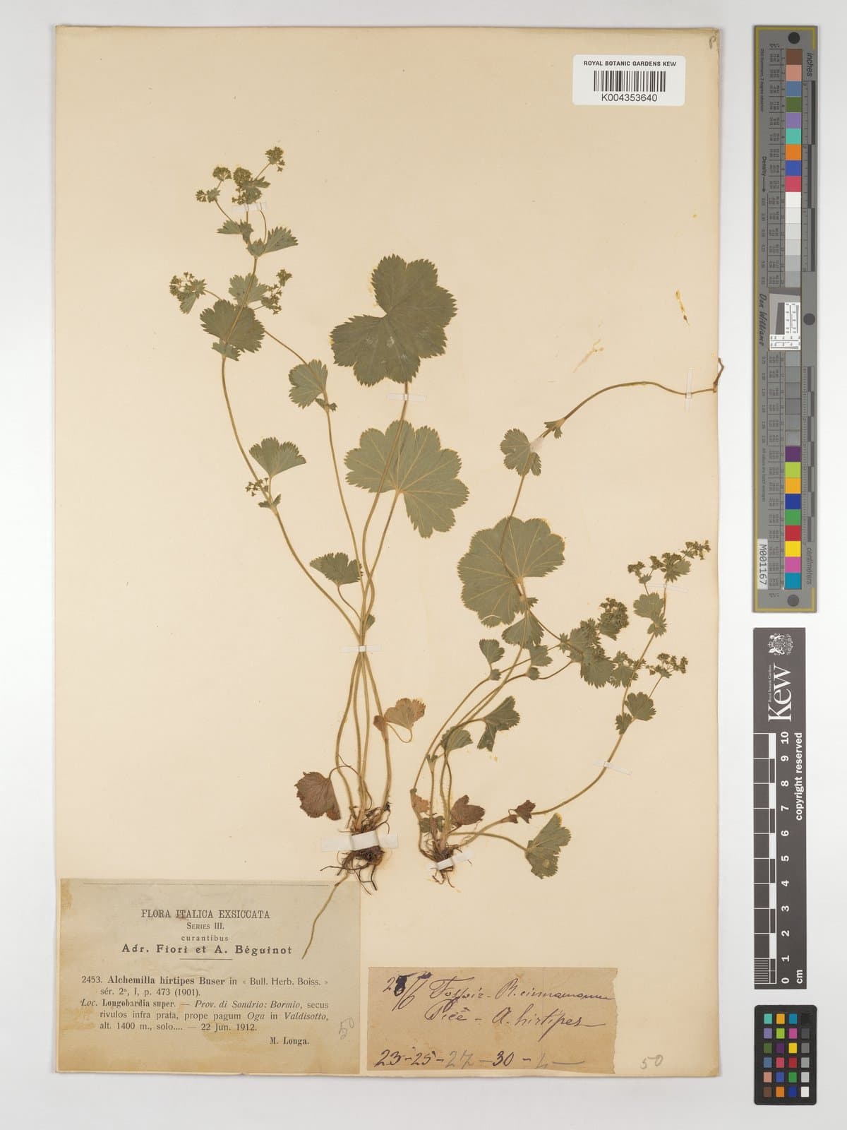 Alchemilla hirtipes Buser