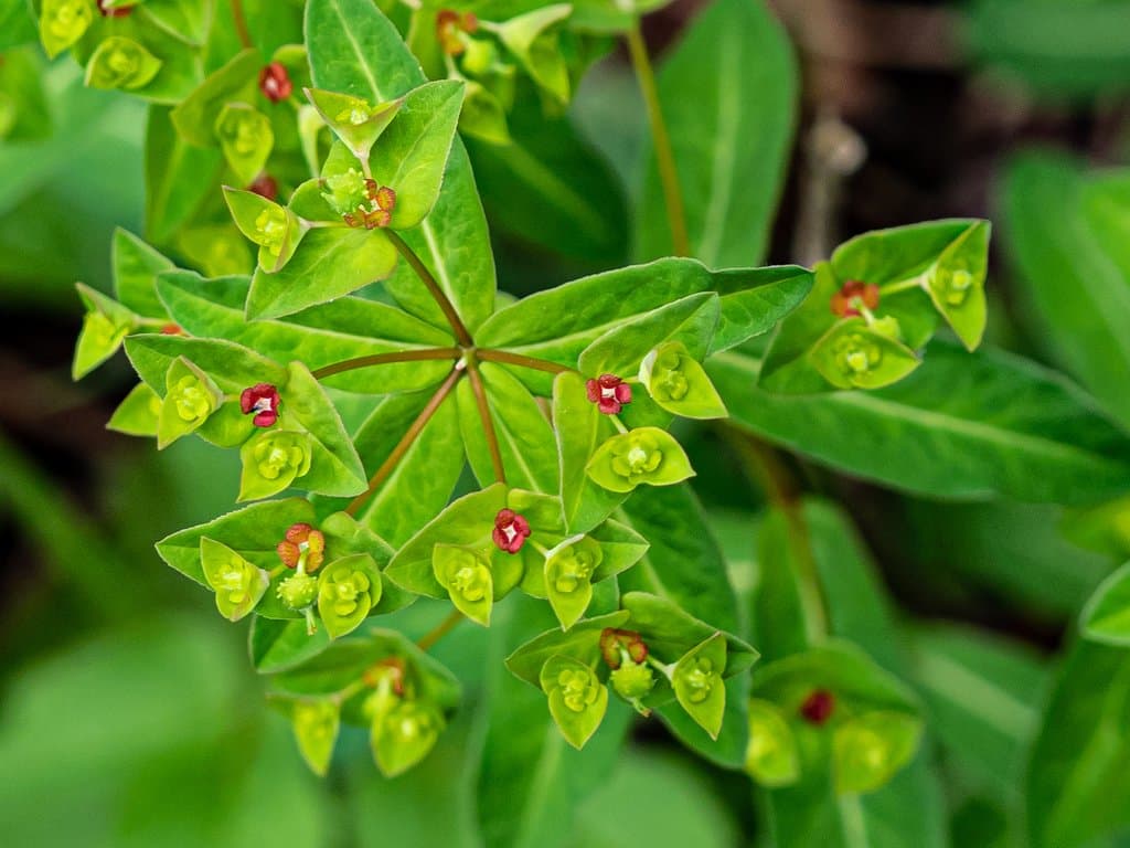 Euphorbia dulcis L.
