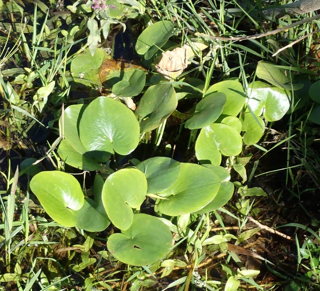 Caldesia parnassifolia (Bassi) Parl.